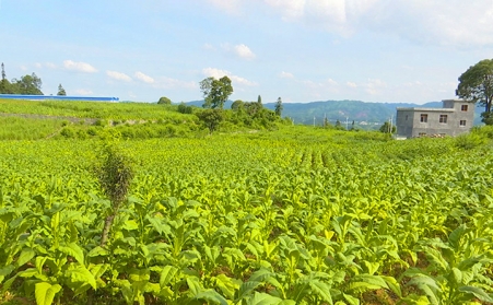 興仁市魯?shù)A營(yíng)鄉(xiāng)生物質(zhì)燃料顆粒機(jī)助力鄉(xiāng)村振興